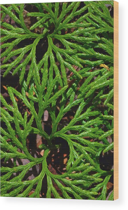 Ferns Wood Print featuring the photograph Ferns Looking at You by Bruce Gourley