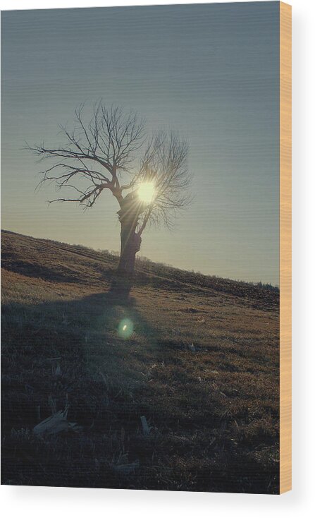 Tree Wood Print featuring the photograph Field and Tree by Troy Stapek