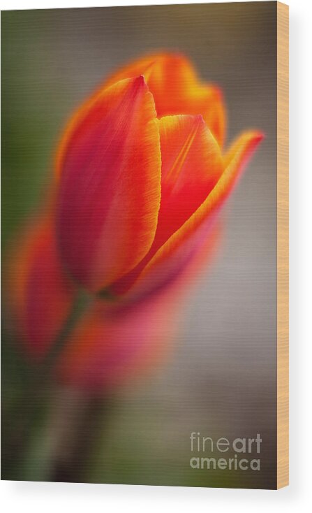 Tulip Wood Print featuring the photograph Fiery Tulip by Mike Reid