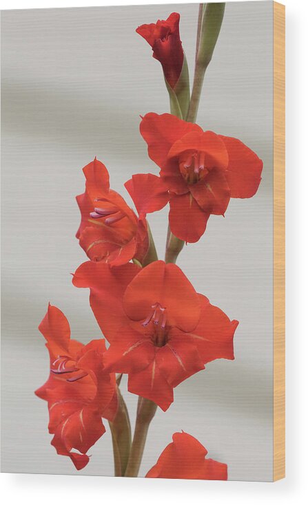 Flower Wood Print featuring the photograph Fire Red Gladiolas by Angie Vogel