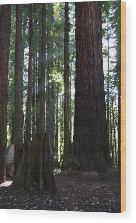 Firemark Redwoods Wood Print featuring the photograph Firemark Redwoods by Dylan Punke