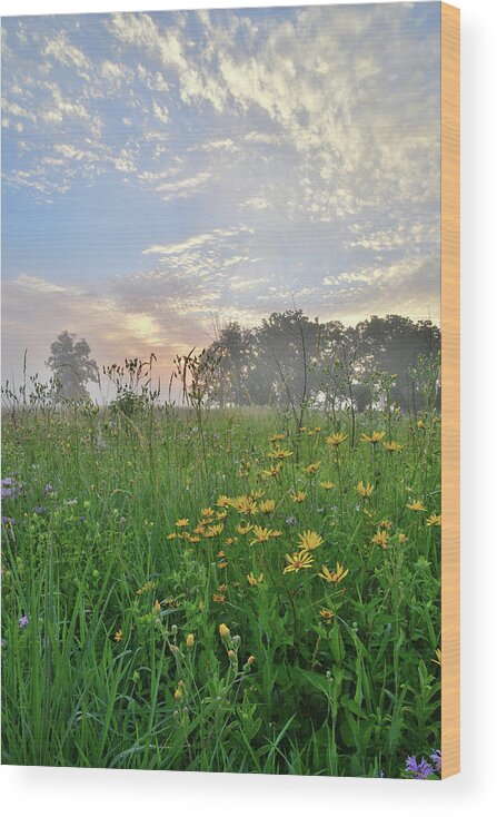 Black Eyed Susan Wood Print featuring the photograph First Light in Glacial Park by Ray Mathis