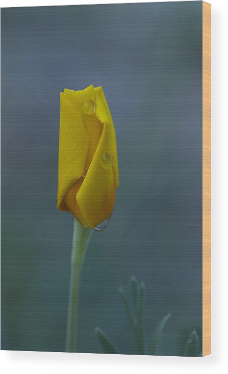 Spring Wood Print featuring the photograph First Spring Poppy by Sue Cullumber