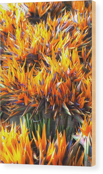 Birds Of Paradise Wood Print featuring the photograph Flamin' Birds by John Bartosik