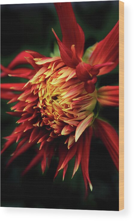 Dahlia Wood Print featuring the photograph Flaming Dahlia by Jessica Jenney