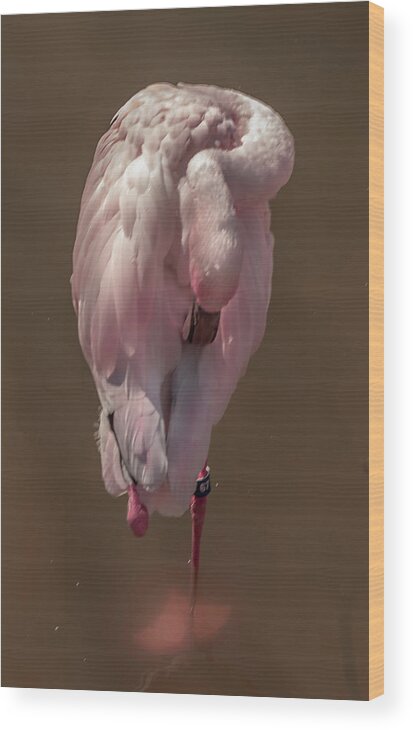 Flamingo Wood Print featuring the photograph Flamingo -2 by David Pine