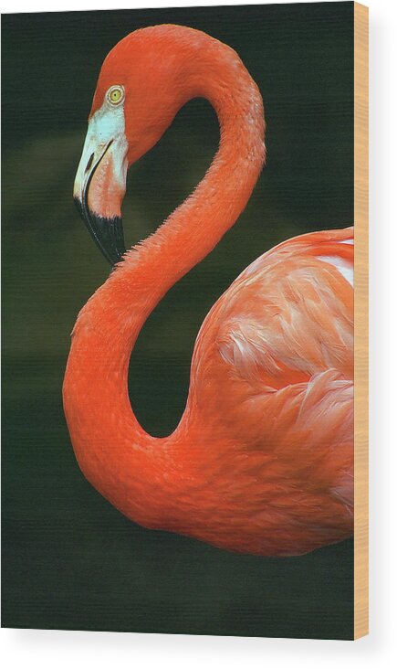 Flamingo Wood Print featuring the photograph Flamingo by Ted Keller