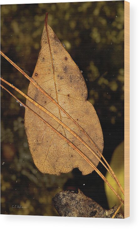 Leaf Wood Print featuring the photograph Floating by Christopher Holmes