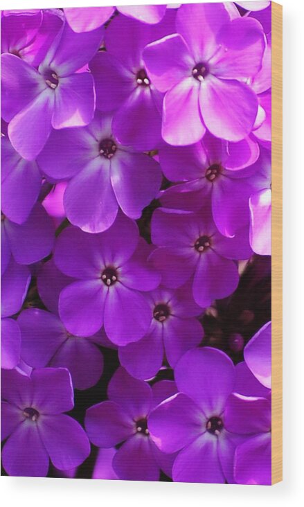 Floral Wood Print featuring the photograph Floral Glory by David Lane