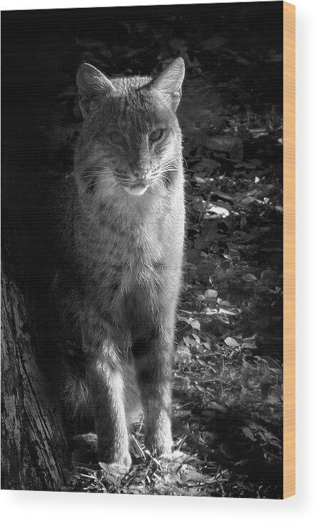 Bobcat Wood Print featuring the photograph Florida Everglades Bobcat by Mark Andrew Thomas