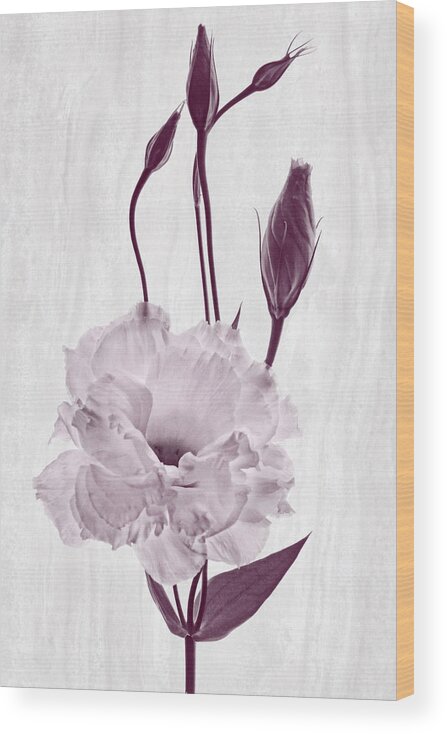 Lisianthus Flowers Wood Print featuring the photograph Flounce by Leda Robertson