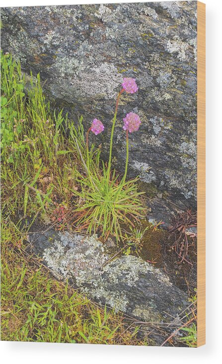 Oregon Coast Wood Print featuring the photograph Flower And Rock by Tom Singleton