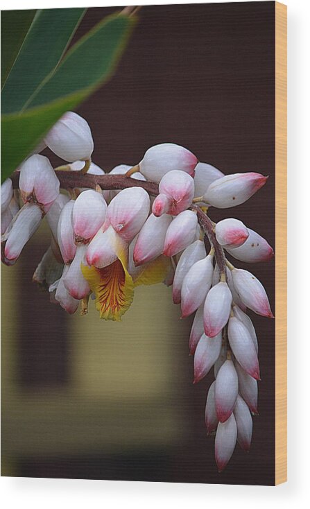 Flower Wood Print featuring the photograph Flower Buds by Lori Seaman