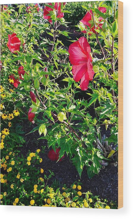  Wood Print featuring the photograph Flowers of Bethany Beach - Hibiscus and Black-Eyed Susams by Kim Bemis