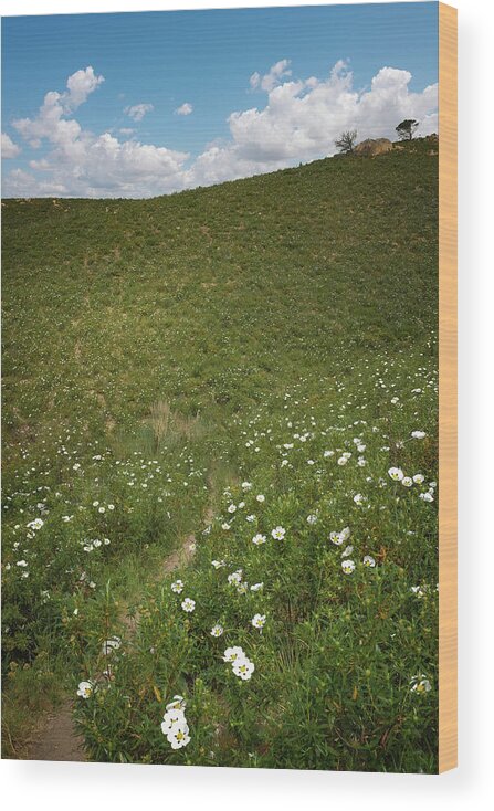 Green Wood Print featuring the photograph Flowery Hills by Carlos Caetano