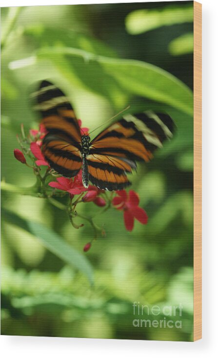 Butterfly Wood Print featuring the photograph Flutterby by Linda Shafer