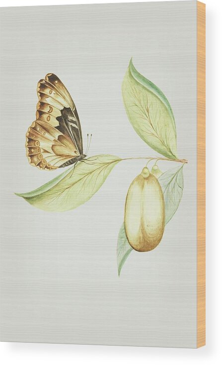 Flying Wood Print featuring the mixed media Flying Butterfly on A Anena Leaf by Cornelis Markee 1763 by Movie Poster Prints
