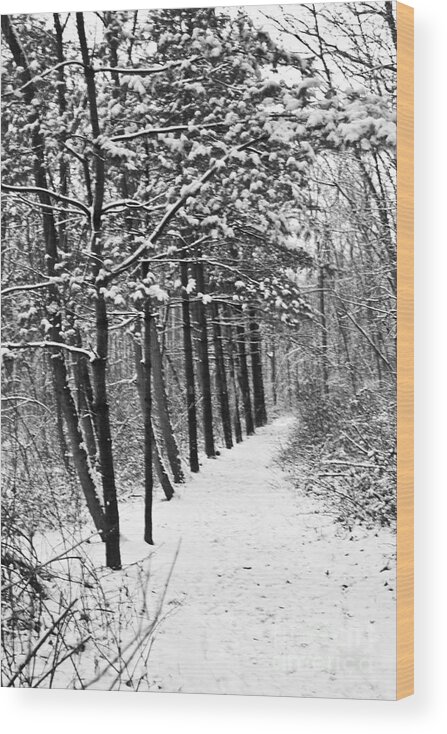 Nature Wood Print featuring the photograph Follow the Snowy Trail by Robin Lynne Schwind