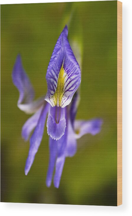 Western Blue Flag Wood Print featuring the photograph Forest Flower by Becky Titus