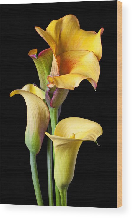 Calla Lily Wood Print featuring the photograph Four calla lilies by Garry Gay