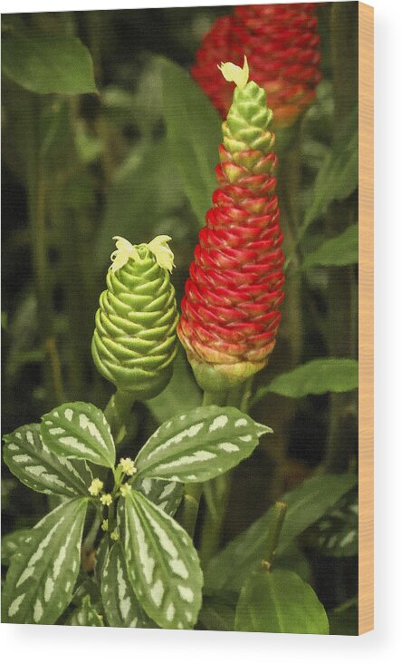 Red Pine Cone Ginger Lily Wood Print featuring the photograph Fragrant Red by Carolyn Marshall