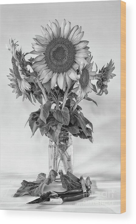 Sunflowers Wood Print featuring the photograph Fresh Cut by Nicki McManus
