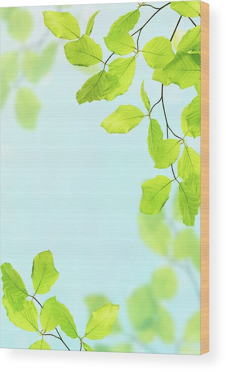 Iuliia Malivanchuk Wood Print featuring the photograph fresh leaves by Iuliia Malivanchuk by Iuliia Malivanchuk