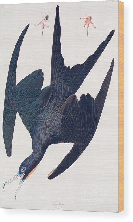 Audubon Wood Print featuring the painting Frigate Penguin by John James Audubon