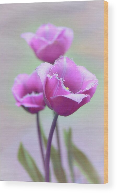 Tulips Wood Print featuring the photograph Fringe Tulips by Jessica Jenney