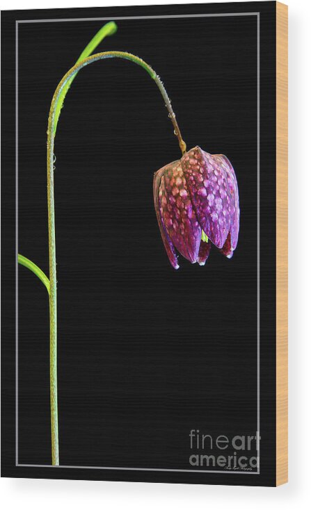 Fritillaria Meleagris Wood Print featuring the photograph Fritillaria meleagris, Snakes Head fritillary by Andy Myatt