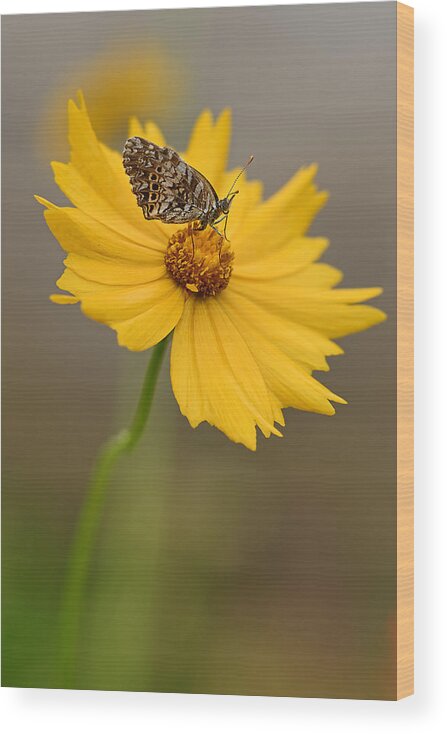 2015 Wood Print featuring the photograph Fritillary on Coreopsis by Robert Charity