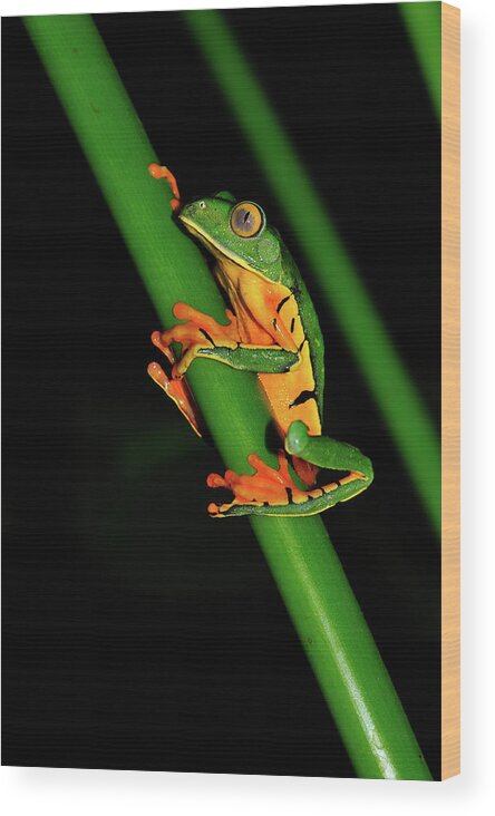 Frog Framed Prints Wood Print featuring the photograph Frog Pole Vault by Harry Spitz