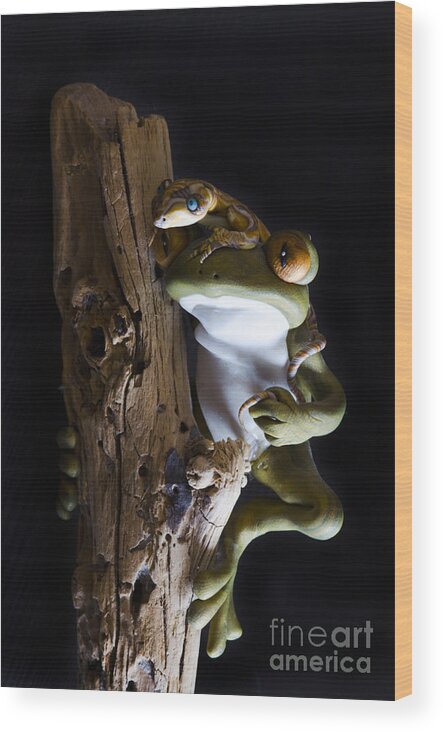 Frog Wood Print featuring the photograph Frog Spirit 3 by Bob Christopher