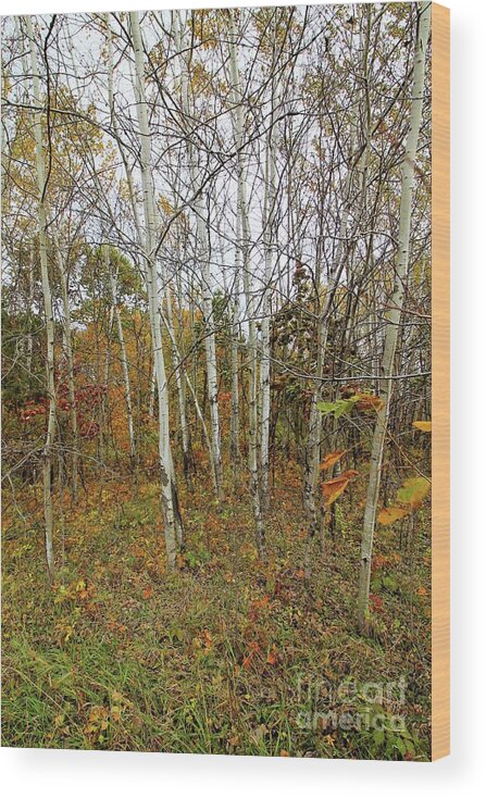 Birch Wood Print featuring the photograph Frontenac State Park Birch Trees by Jimmy Ostgard