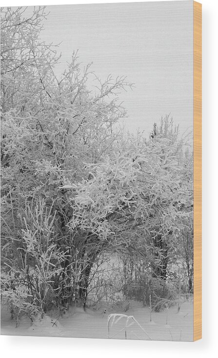 Trees Wood Print featuring the photograph Frost Coated Trees by Sandra Foster