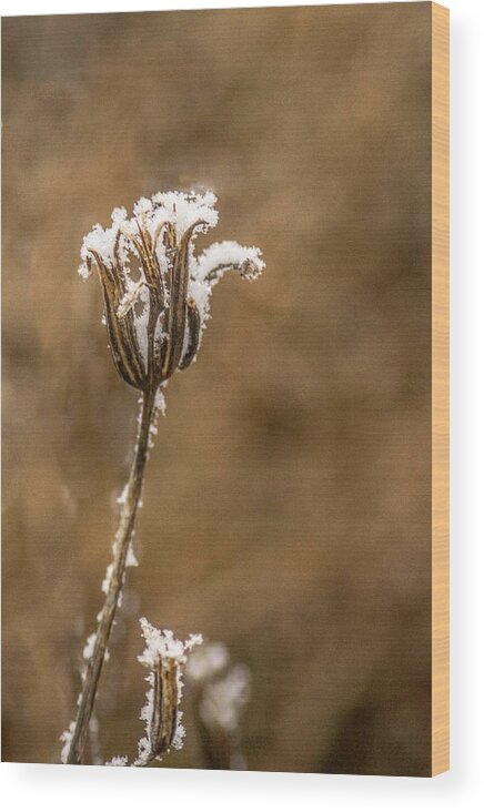 Frosty Wood Print featuring the photograph Frosty Flower Remains by Douglas Barnett