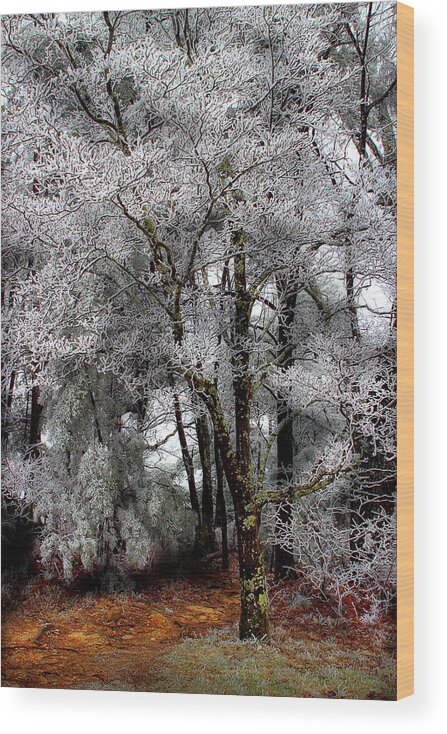 Frosted Pine Wood Print featuring the photograph Frosty by Mike Eingle