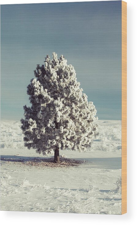 Hoarfrost Wood Print featuring the photograph Frosty the Tree by Todd Klassy