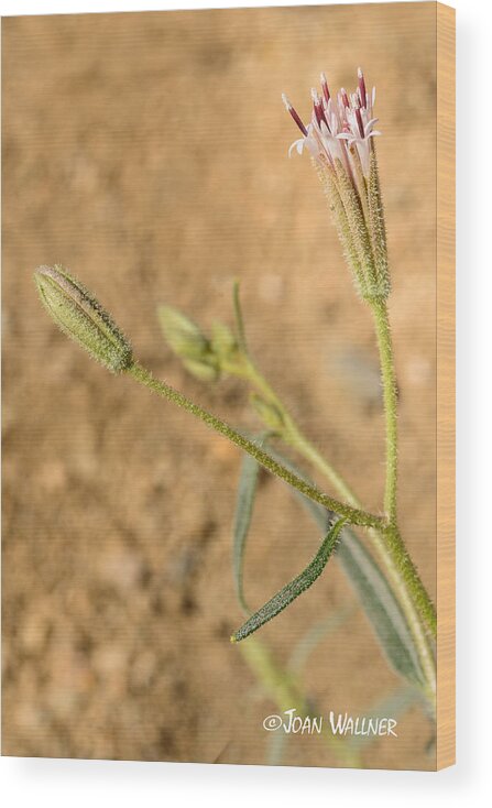 California Wood Print featuring the photograph Fuzzy flower by Joan Wallner