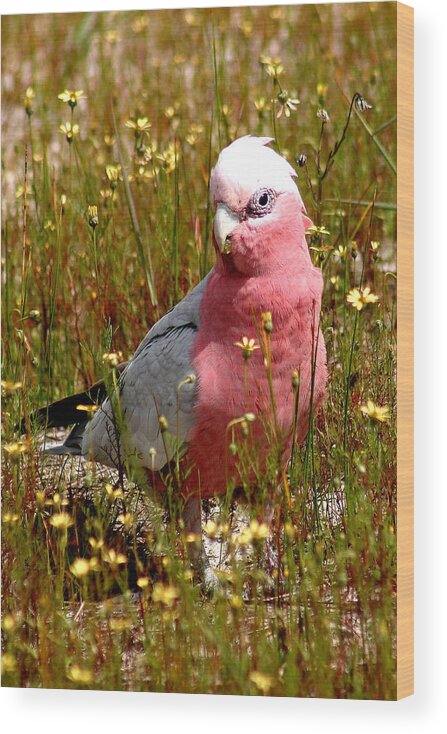Parrots Wood Print featuring the photograph Galah by Tony Brown