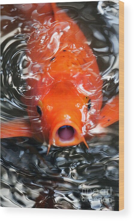  Koi Wood Print featuring the photograph Gasp for Breath by Jennifer Robin