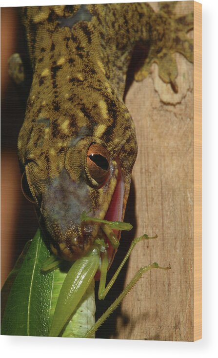 Lizard Wood Print featuring the photograph Gecko Feed by Bruce J Robinson