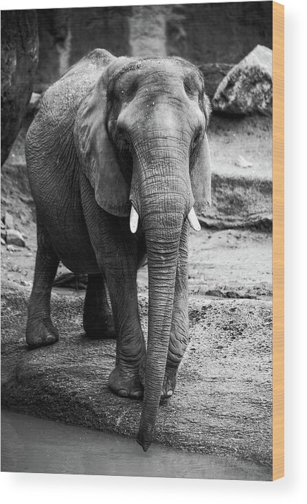 Elephant Wood Print featuring the photograph Gentle One by Karol Livote