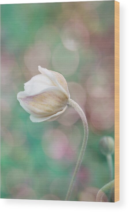 Gentle Wood Print featuring the photograph Gentle White Flower 2 by Lilia S