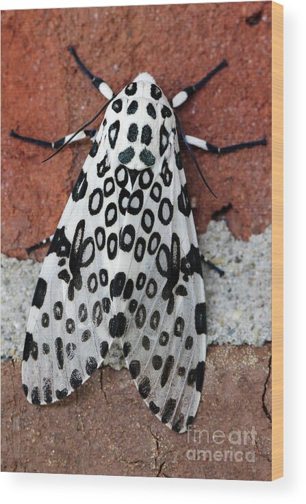 Giant Leopard Moth Wood Print featuring the photograph Giant Leopard Moth by Karen Adams