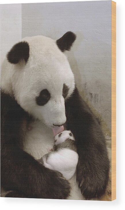 Mp Wood Print featuring the photograph Giant Panda Ailuropoda Melanoleuca Xi by Katherine Feng