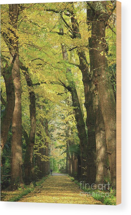 Ginkgo Biloba Wood Print featuring the photograph Ginkgo biloba trees by Gaspar Avila