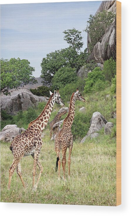 African Landscape Wood Print featuring the photograph Giraffe Family in Africa by Gill Billington