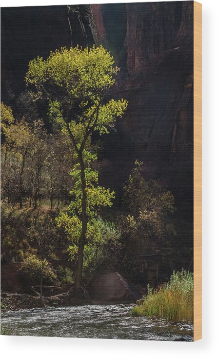 Zion Wood Print featuring the photograph Glowing Tree at Zion by James Woody