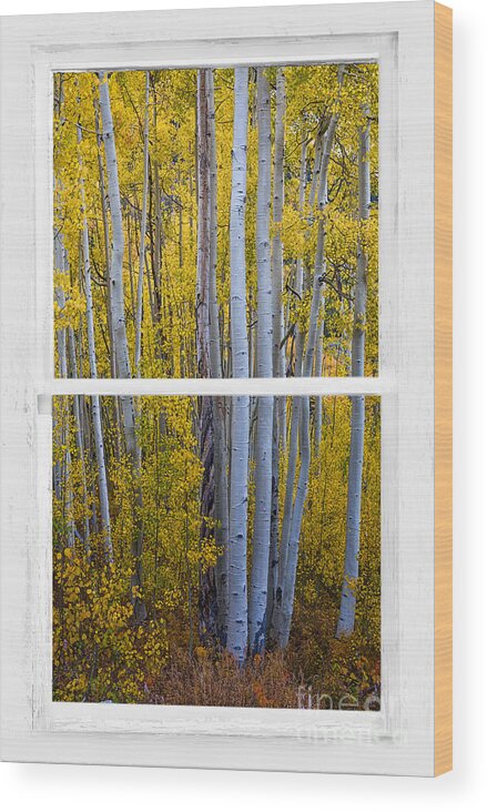 Window Wood Print featuring the photograph Golden Aspen Forest View Through White Rustic Distressed Window by James BO Insogna